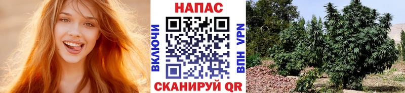 Бошки Шишки марихуана  Михайловск 